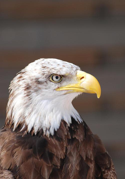 老鹰拼音声调几声