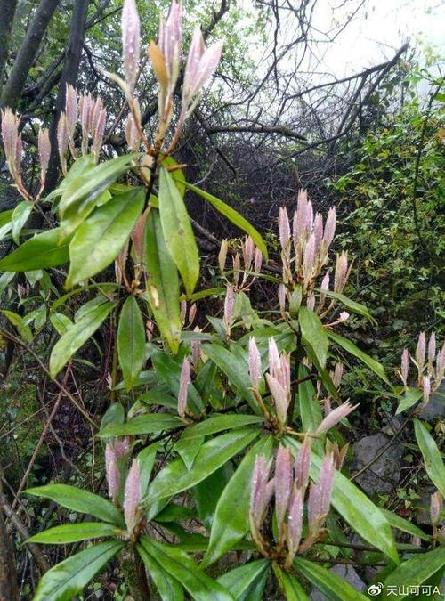 老鹰茶是什么树的果实