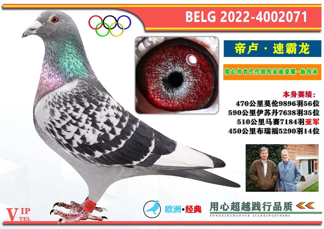 2021世界杯信鸽职业联赛：空中速度与智慧的较量